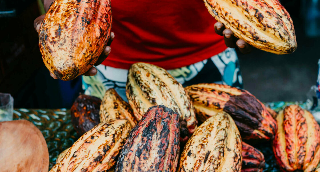 Fèves de cacao