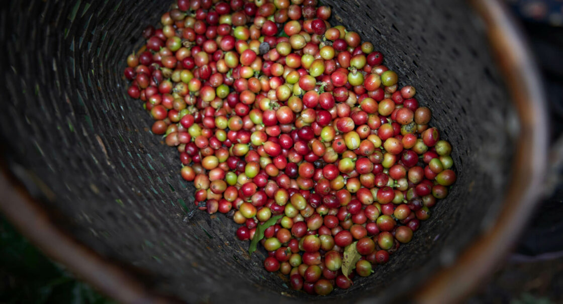 Grains de café dans un panier