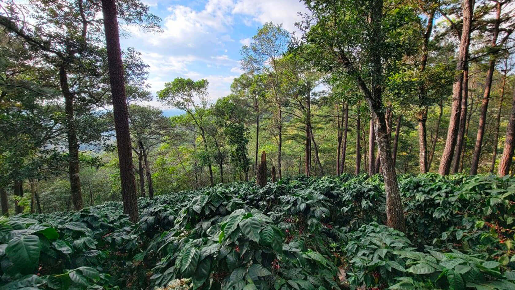 Plantation de café au Salvador