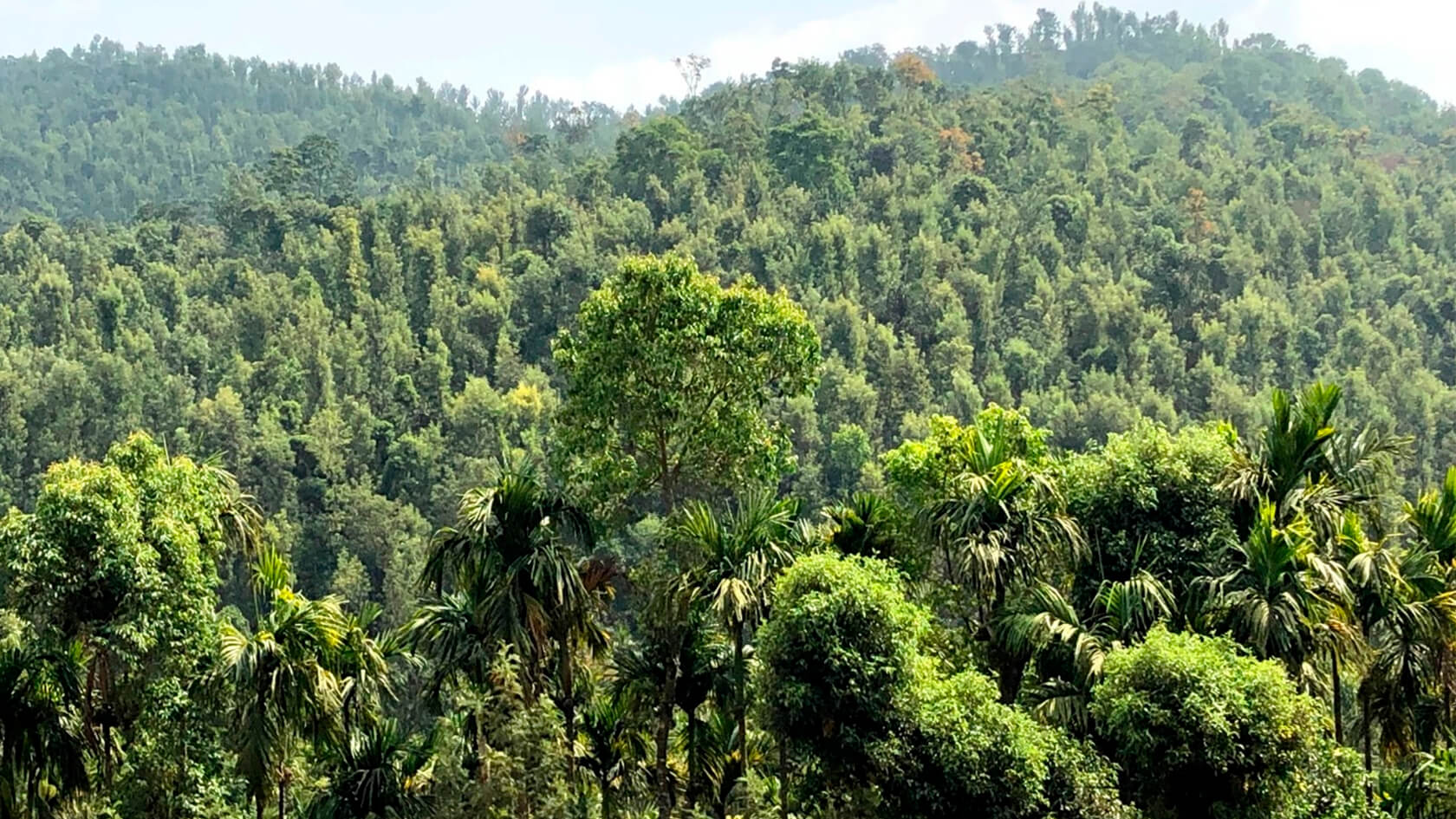Paysage des côtes du Malabar, Inde